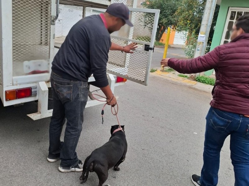 Rescatan a perro en aparente estado de abandono en Guadalupe