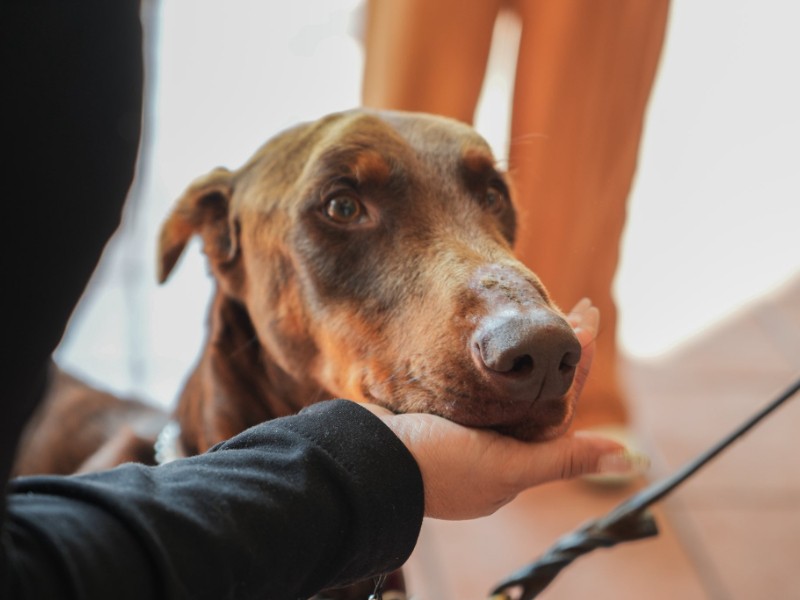 Rescatan a perro en situación de abandono en Coatepec