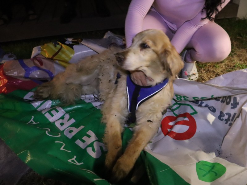 Rescatan a perro que cayó a un barranco