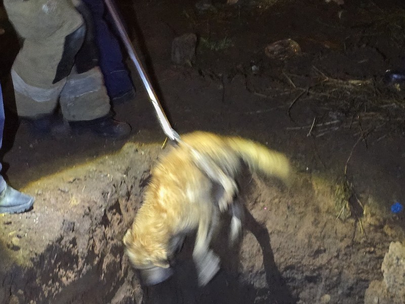 Rescatan a perro que cayó en pozo en Vistas de la Cantera