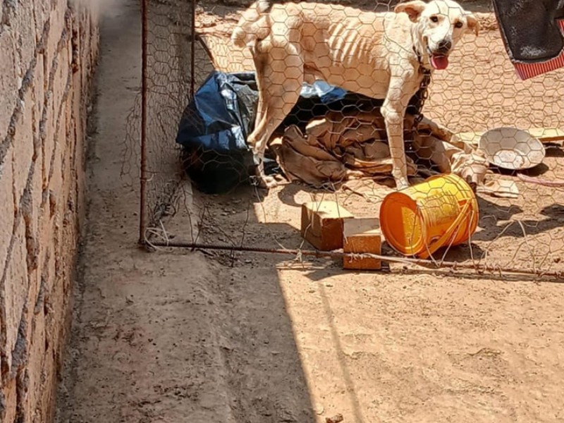 Rescatan a perro que sufría maltrato en Tepic