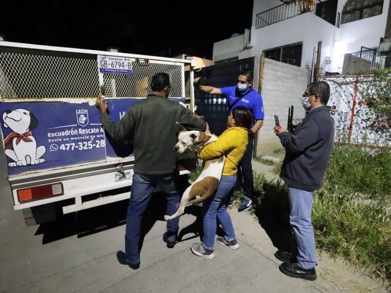 Rescatan a perros en malas condiciones en Joyas de Castilla
