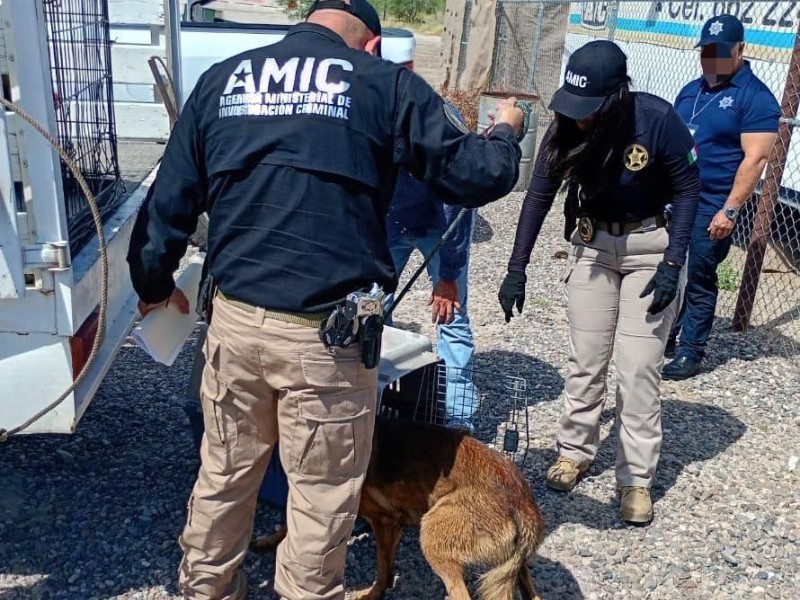 Rescatan a perros que presuntamente eran maltratados