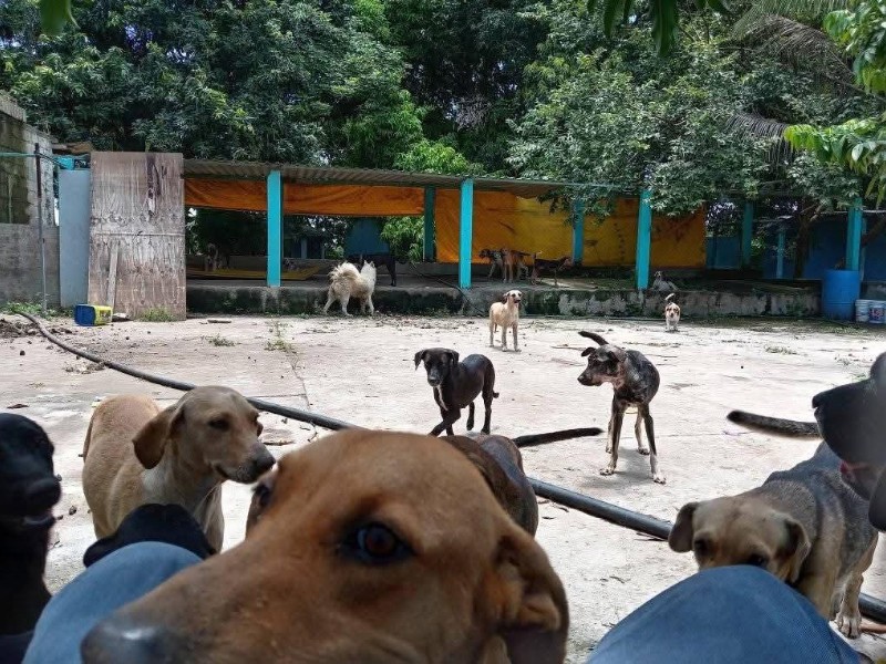 Rescatan a perros y gatos de albergue La Roca