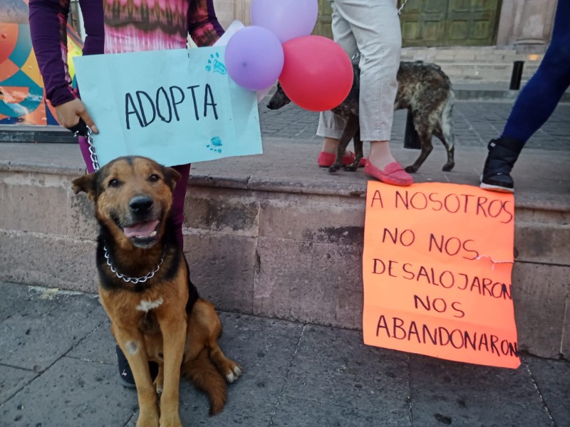 Rescatan a perros y gatos de comunidades desplazadas de Jerez