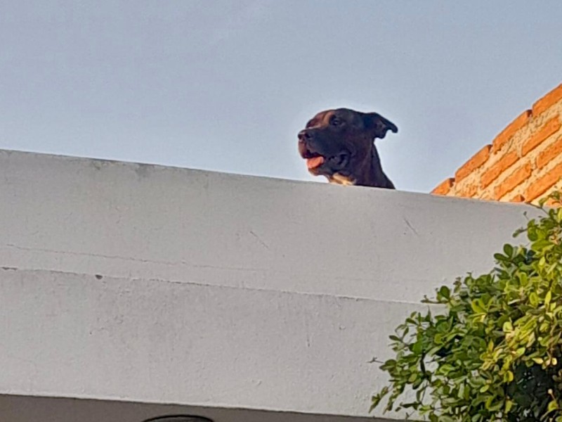 Rescatan a pitbull tras subirse al techo de una casa