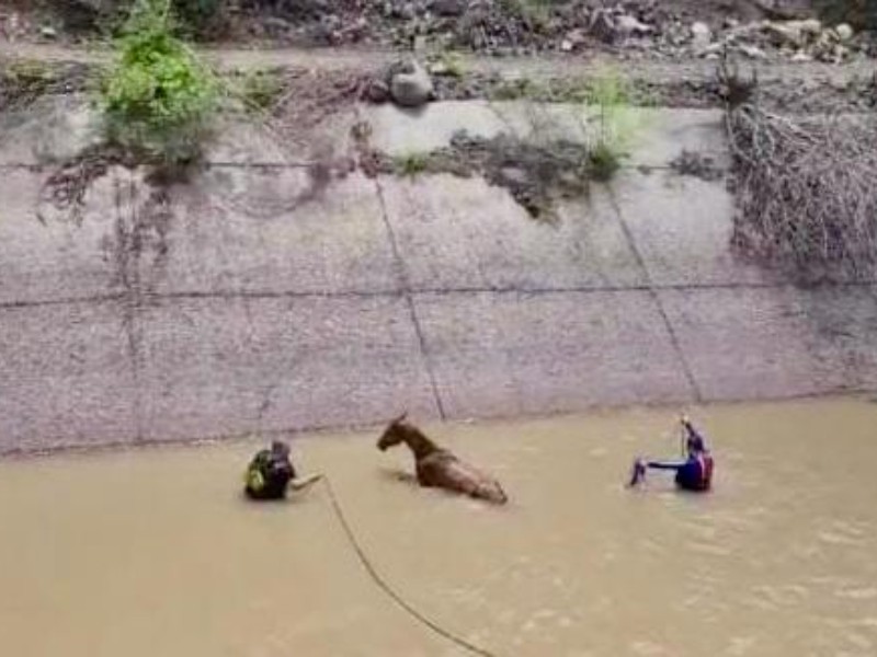Rescatan a potrillo del canal San Lorenzo en Culiacán