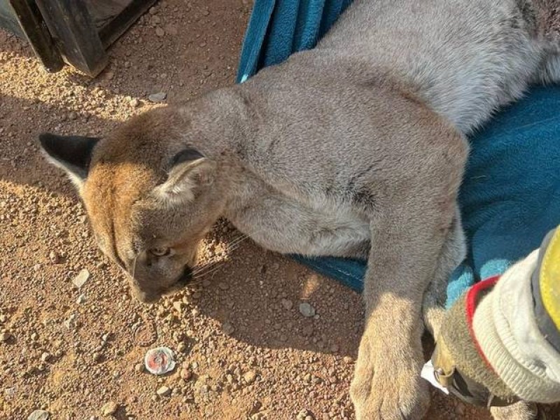 Rescatan a puma atrapado en bodega Hidalgo