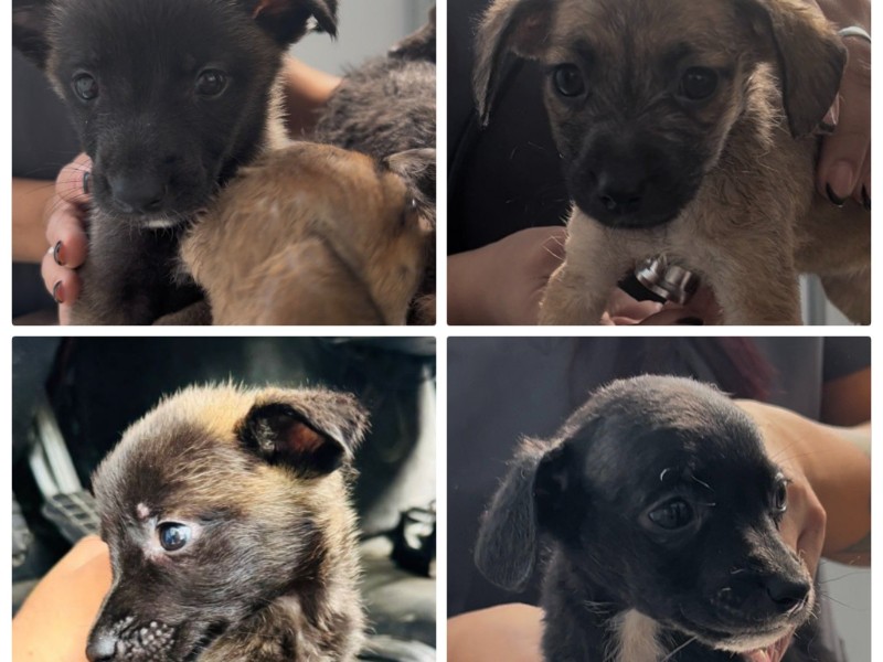 Rescatan a seis cachorros abandonados en la vía pública
