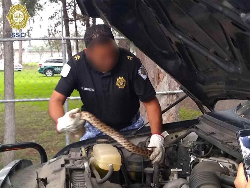 Rescatan a serpiente; se escondió en un auto