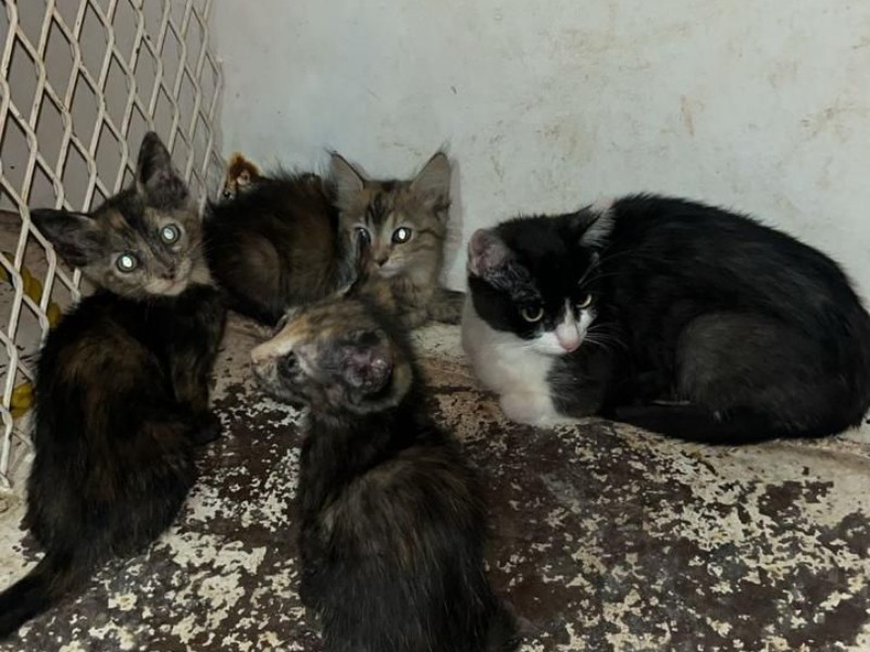 Rescatan a siete gatos maltratados en cateo en Caborca