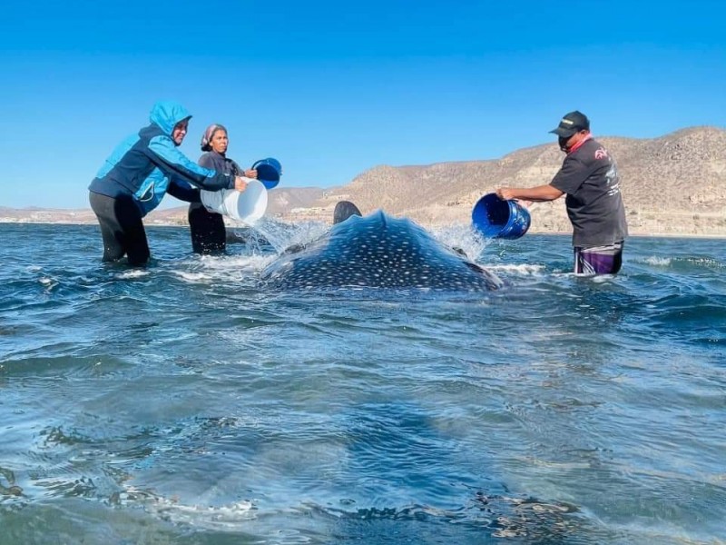 Rescatan a tiburón ballena
