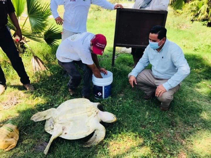 Rescatan a tortuga golfina en el Estero