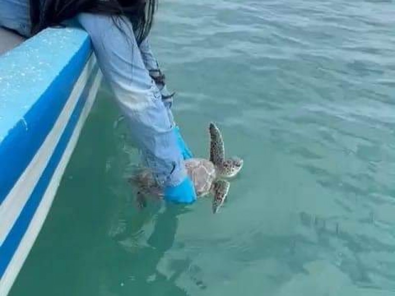 Rescatan a tortuga verde en Tuxpan