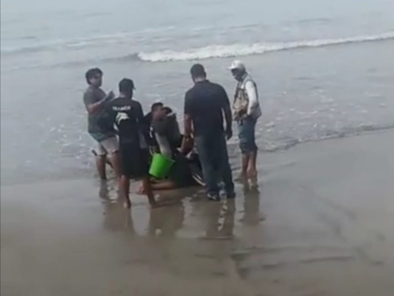 Rescatan a un delfín desorientado en playa La Madera
