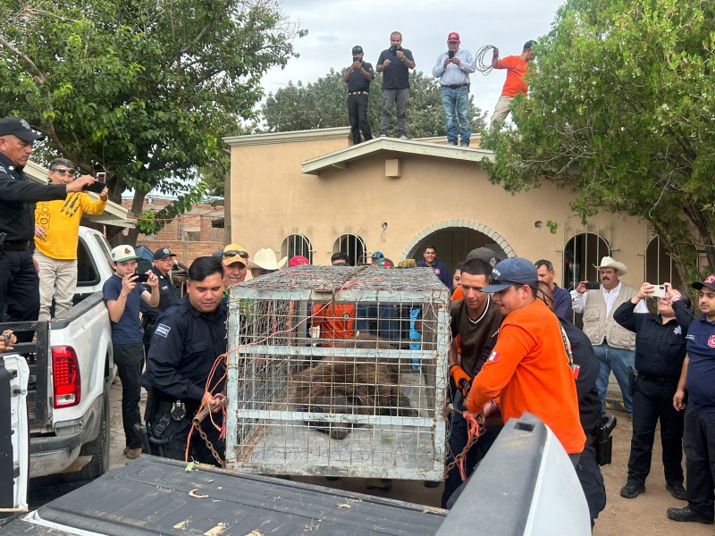 Rescatan a un oso en un domicilio de Agua Prieta