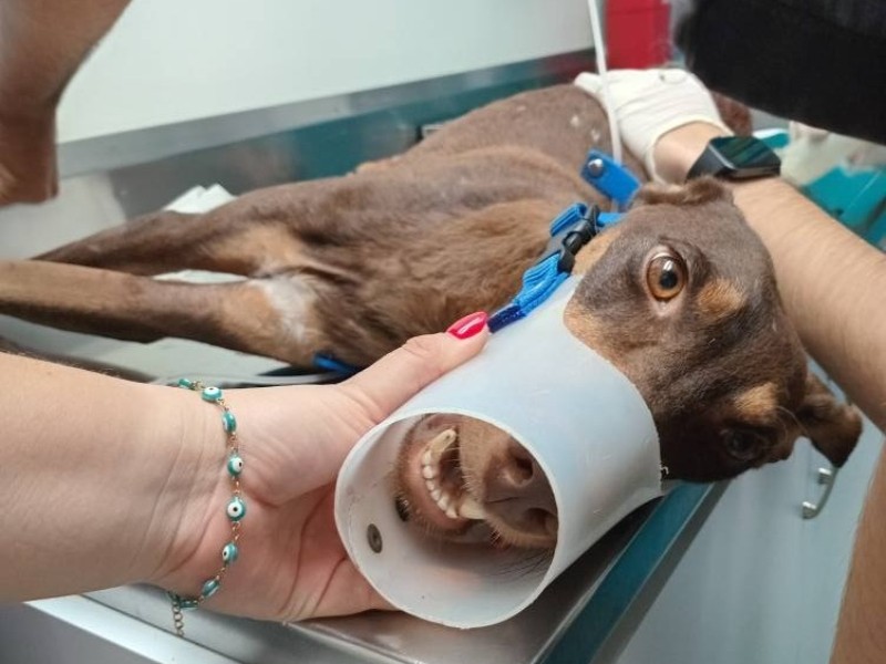 Rescatan a un perro herido durante un hecho violento en Culiacán