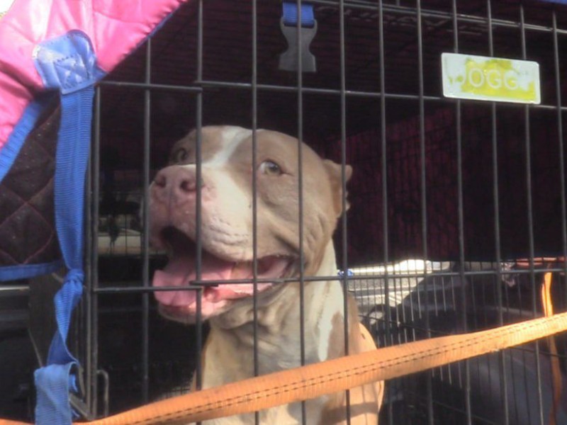 Rescatan a una perrita y a sus tres cachorros en Zapopan