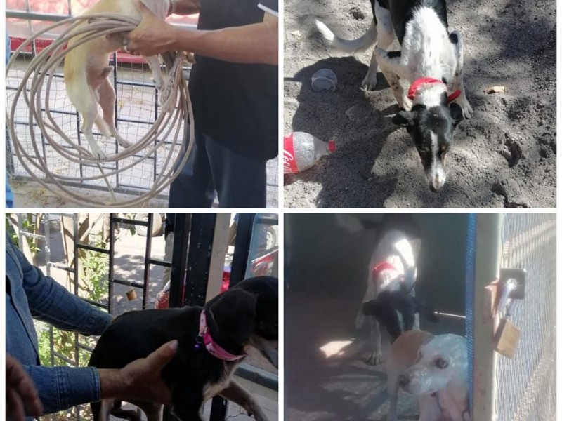 Rescatan AMIC a tres caninos en Cajeme por probable maltrato