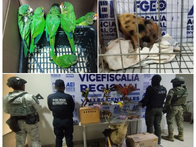 Rescatan aves exóticas y aseguran animales disecados en Oaxaca