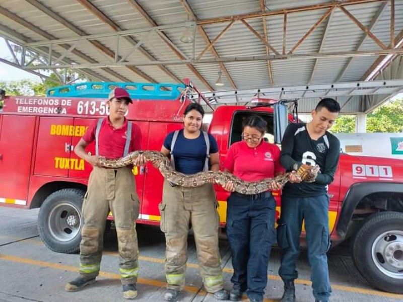 Rescatan boa en patio de vivienda en Tuxtla Gutiérrez