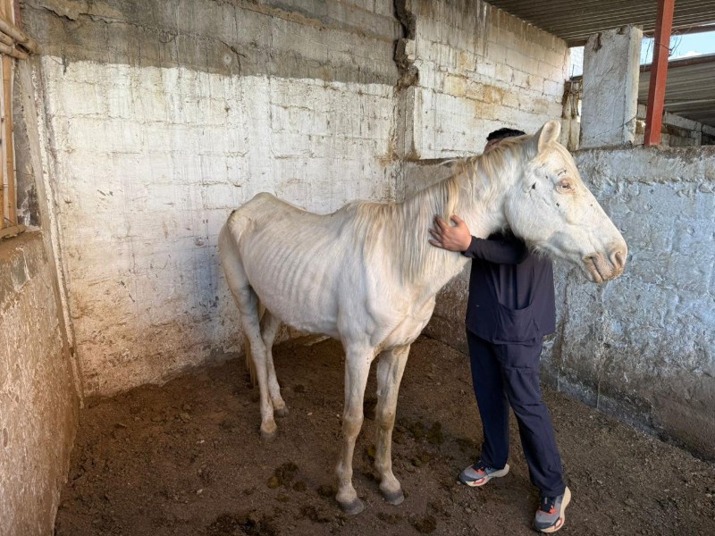 Rescatan caballo desnutrido en Atlixco tras presión ciudadana y denuncia de Cuacolandia