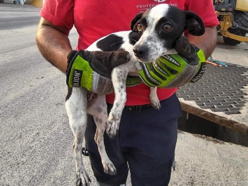 Rescatan canino que estaba atorado en alcantarilla pluvial en Manzanillo