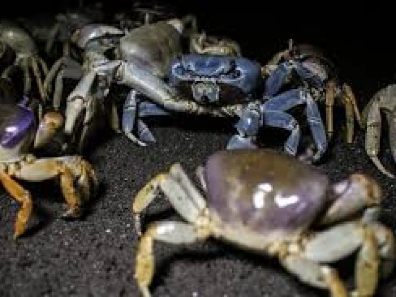 Rescatan cargamento de cangrejo azul en Alvarado