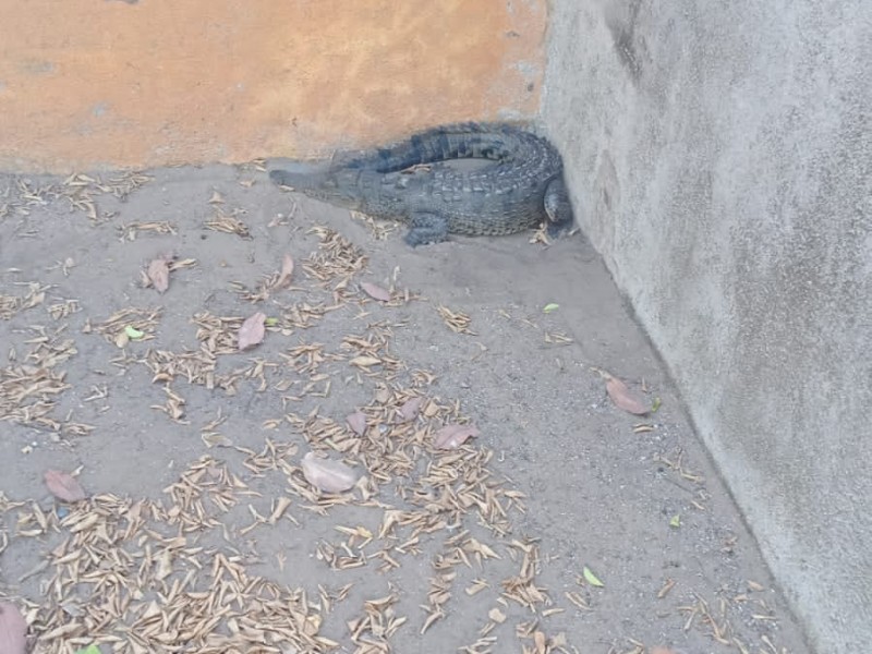 Rescatan cocodrilo en Barra de Potosí