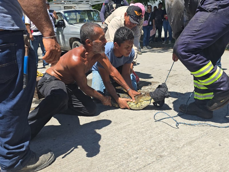 Rescatan cocodrilo en fraccionamiento Puente Moreno