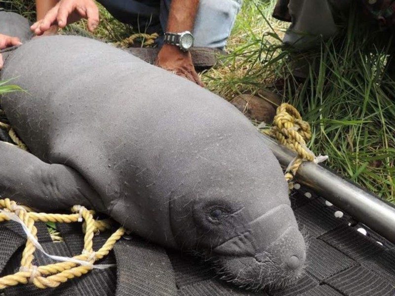 Rescatan cría de manatí en Catazajá