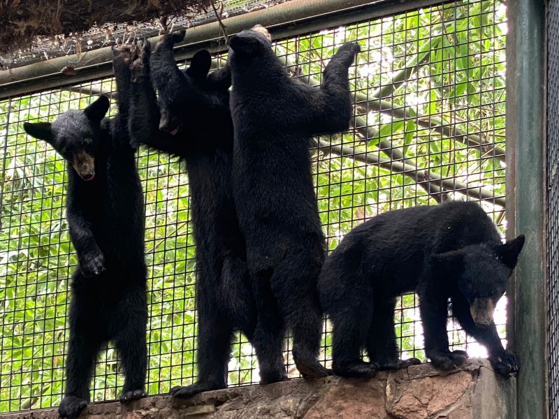 Rescatan cuatro osos bebe al Zoológico de Culiacán