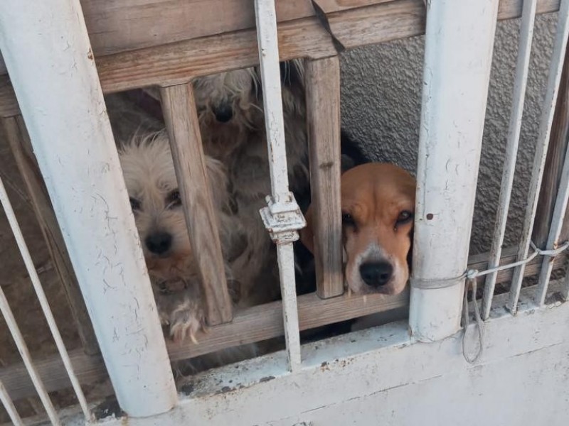 Rescatan cuatro perritos y un ave en condiciones deplorables