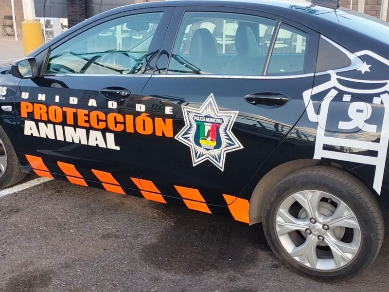 Rescatan de vivienda 54 perros por presunto maltrato animal