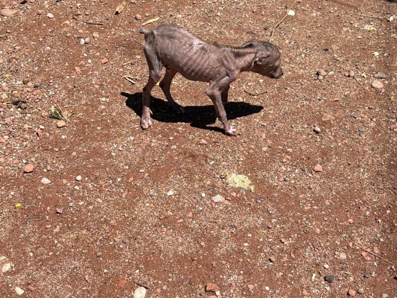 Rescatan en Guaymas a 11 perros y aves durante cateo