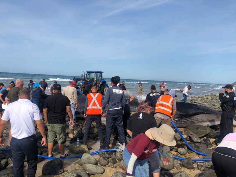 Rescatan en Puerto Peñasco a ballena gris varada en playa