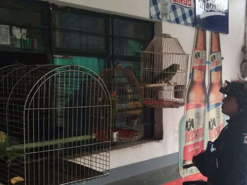 Rescatan en Xalapa aves en peligro de extinción