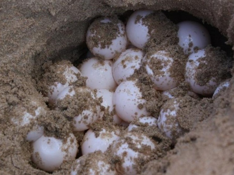 Rescatan huevos de tortuga en Manzanillo