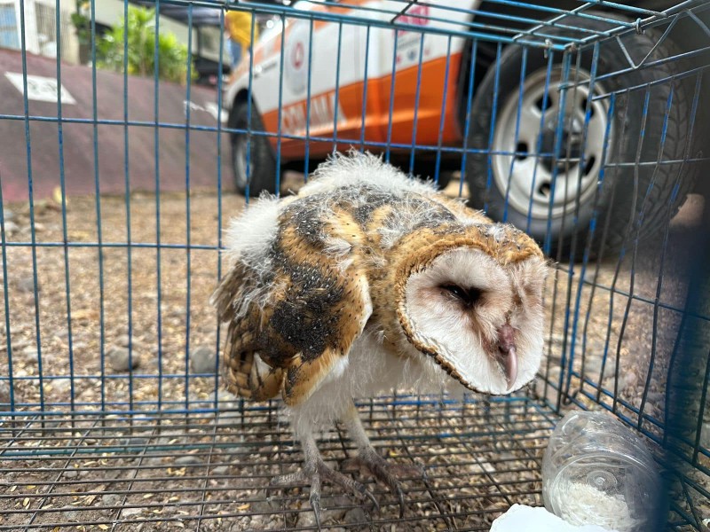 Rescatan lechuza en vivienda de la colonia Burócratas