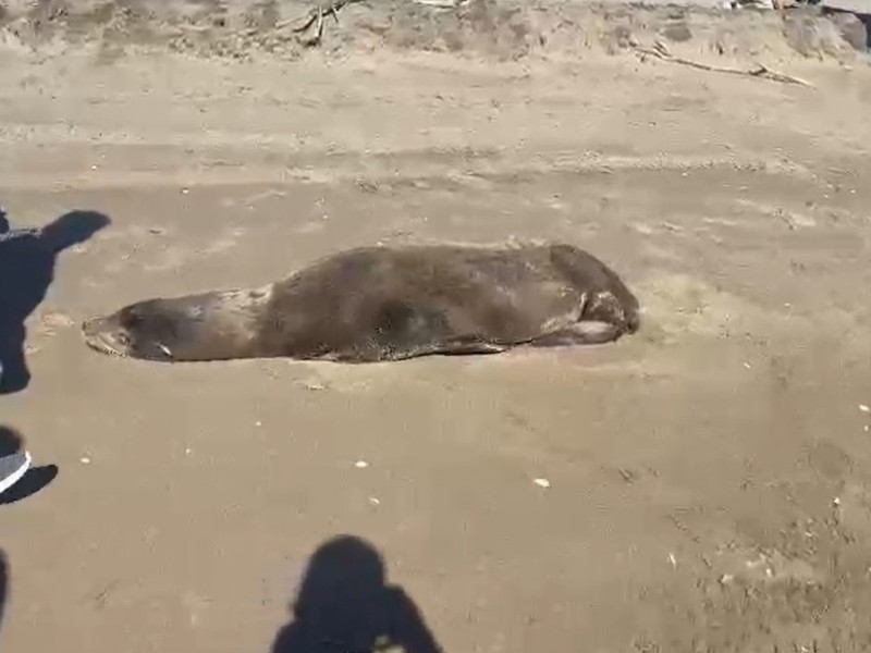 Rescatan lobo marino muy golpeado en playas de Altata