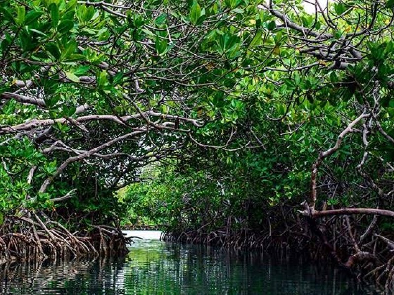 Rescatan manglares en Tuxpan