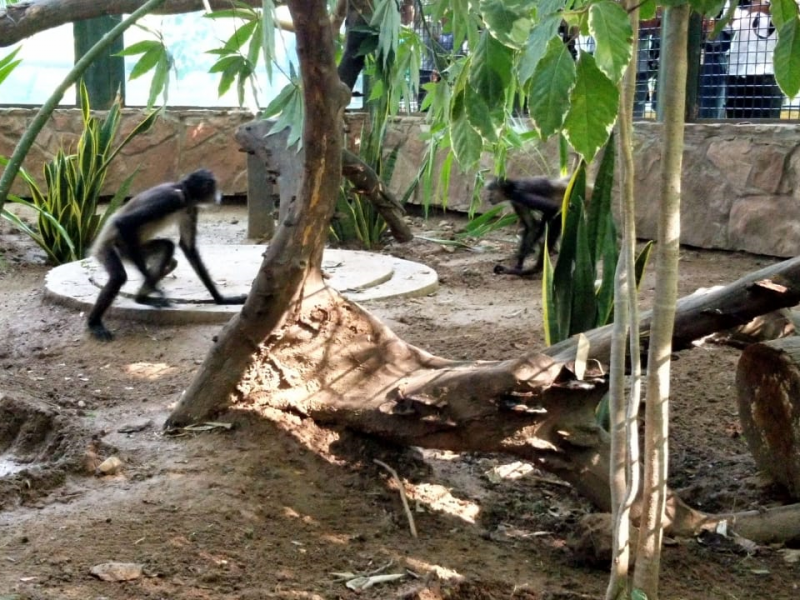 Rescatan monos araña decomisados a traficantes