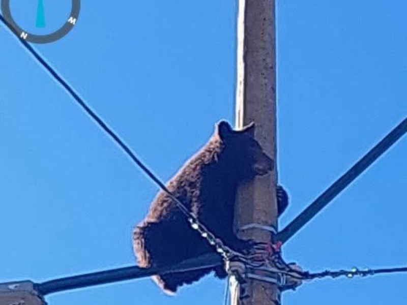 Rescatan oso que deambulaba por las calles en Cananea