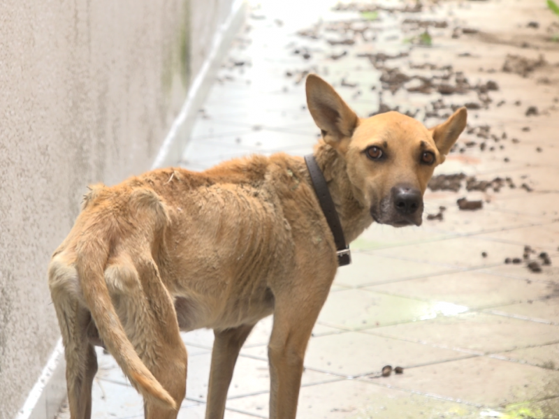 Rescatan particulares a perro en situación de abandono.