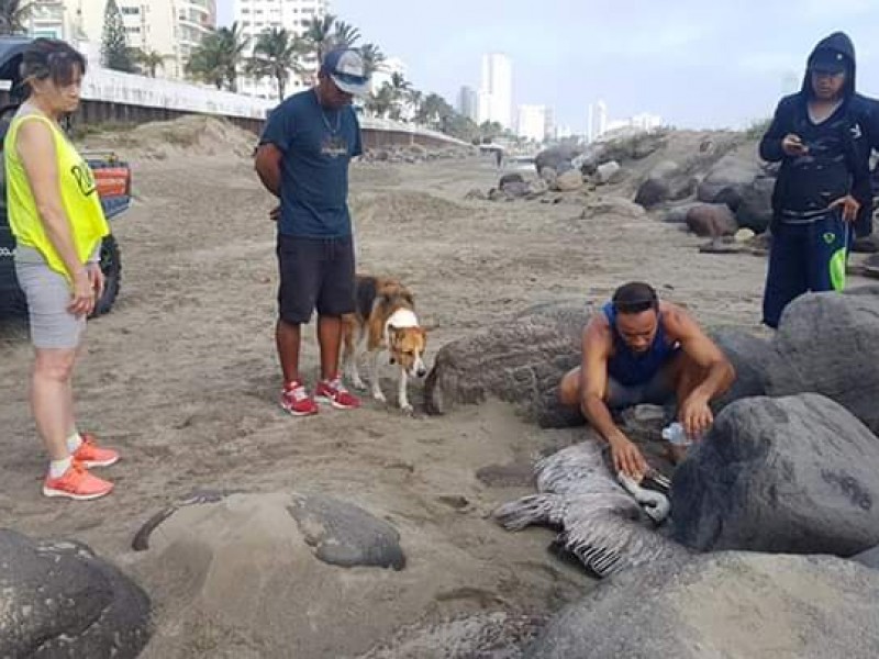 Rescatan pelícano en playa de Boca del Río