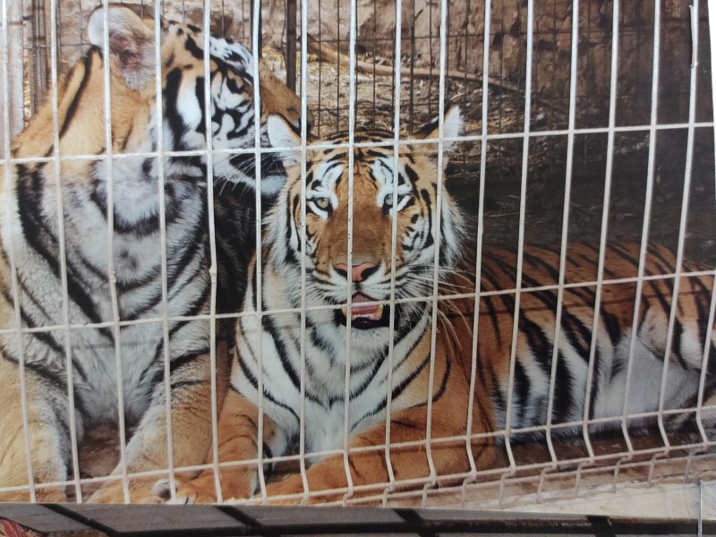Rescatan tigres y animales exóticos cautivos en rancho de Zapopan