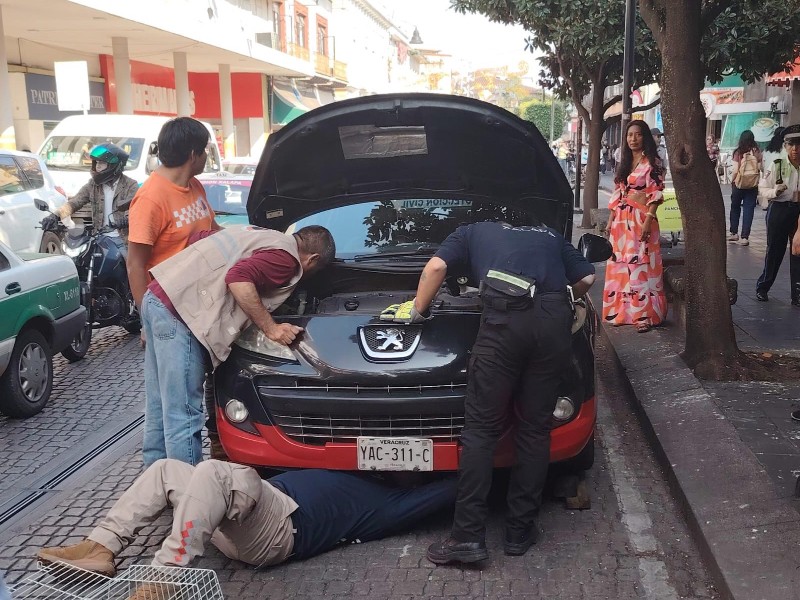 Rescatan tlacuache atorado en auto en el centro de Xalapa