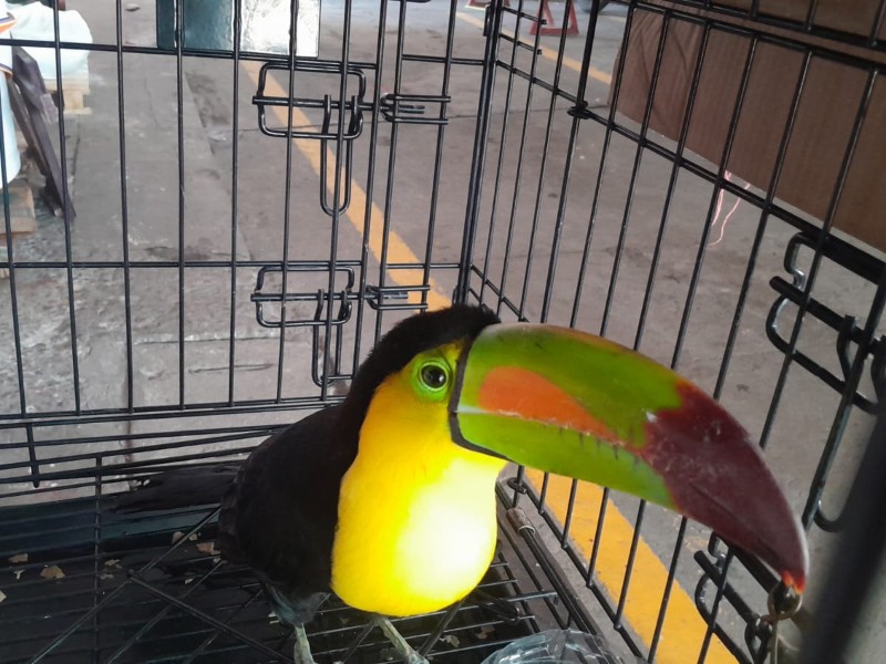 Rescatan tucán en colonia; aparentemente podría ser doméstico Rescatan tucán en colonia; aparentemente podría ser doméstico