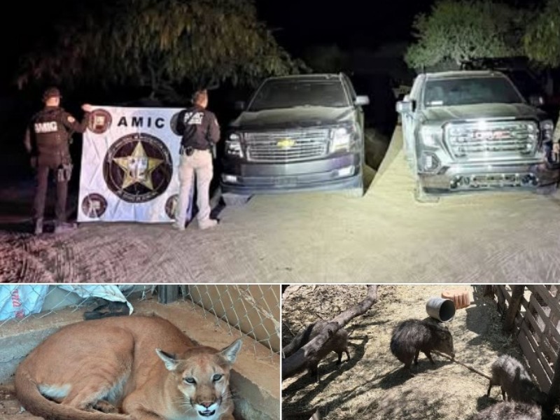 Rescatan un puma y seis jabalíes durante cateo en Magdalena, Sonora