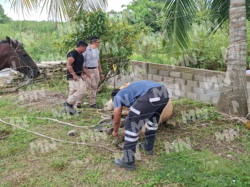 Rescatan vaca de zanja en Las Delicias.